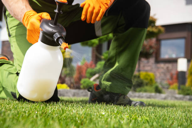 Best Local Pest Control Services  in Tucson Mountains, AZ