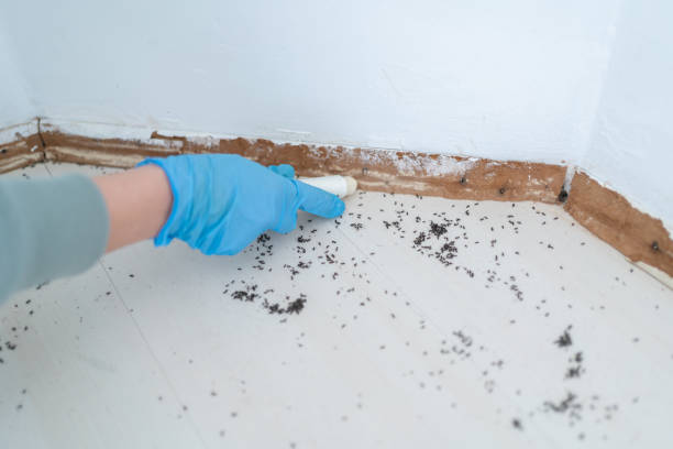 Best Best Pest Control Companies  in Tucson Mountains, AZ